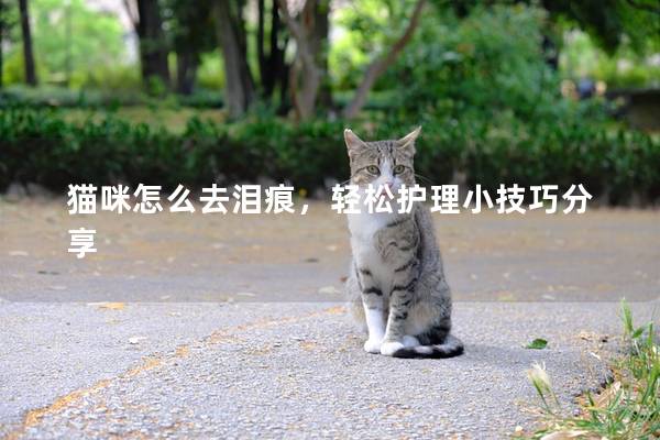 貓咪怎么去淚痕，輕松護理小技巧分享