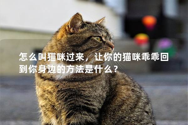 怎么叫貓咪過來，讓你的貓咪乖乖回到你身邊的方法是什么？