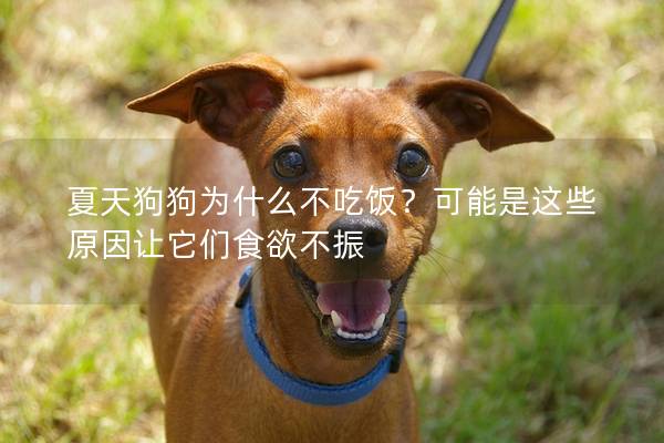 夏天狗狗為什么不吃飯？可能是這些原因讓它們食欲不振