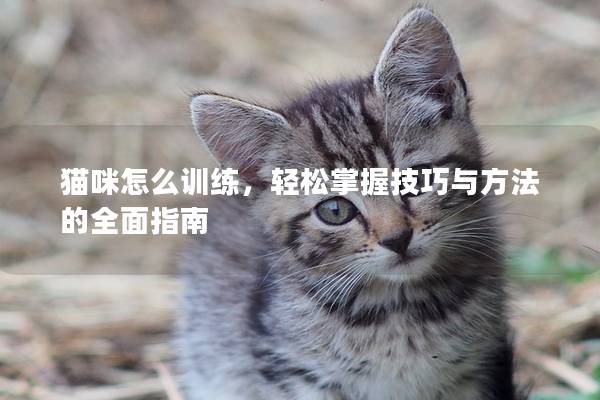 貓咪怎么訓(xùn)練，輕松掌握技巧與方法的全面指南