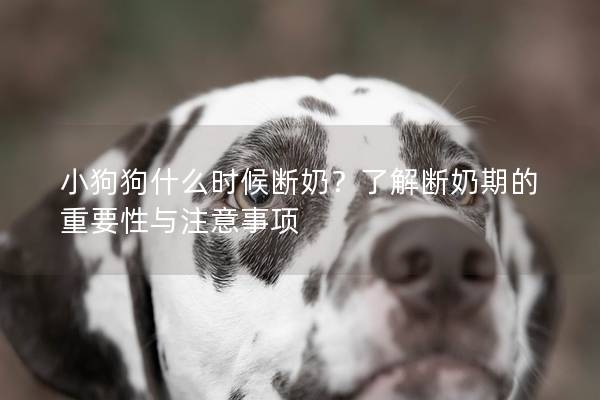 小狗狗什么時候斷奶?了解斷奶期的重要性與注意事項 小狗狗什么時候斷奶?了解斷奶期的重要性與注意事項
