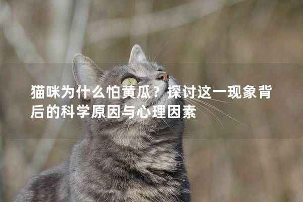貓咪為什么怕黃瓜？探討這一現象背后的科學原因與心理因素
