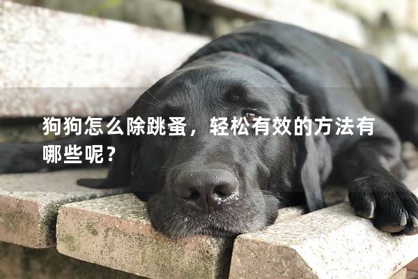 狗狗怎么除跳蚤，輕松有效的方法有哪些呢？