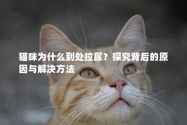 貓咪為什么到處拉尿？探究背后的原因與解決方法