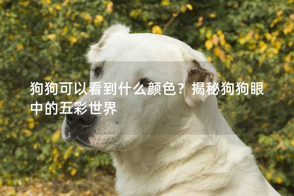 狗狗可以看到什么顏色？揭秘狗狗眼中的五彩世界