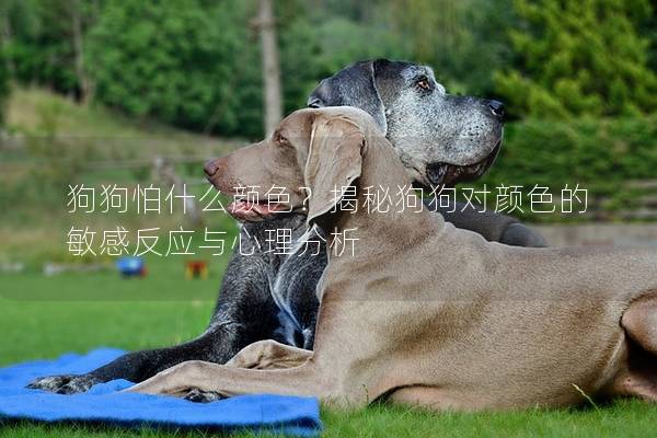 狗狗怕什么顏色？揭秘狗狗對顏色的敏感反應與心理分析