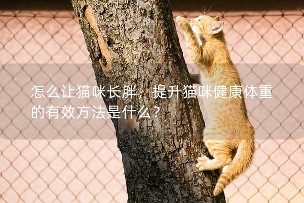 怎么讓貓咪長胖，提升貓咪健康體重的有效方法是什么？