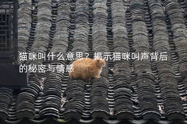 貓咪叫什么意思？揭示貓咪叫聲背后的秘密與情感