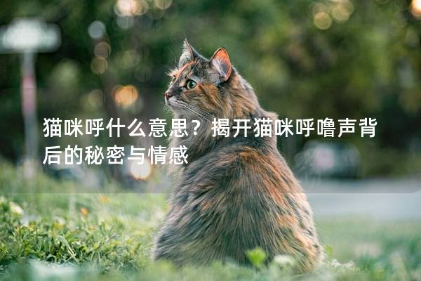 貓咪呼什么意思？揭開貓咪呼嚕聲背后的秘密與情感