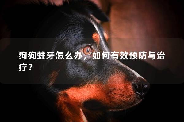 狗狗蛀牙怎么辦，如何有效預防與治療？