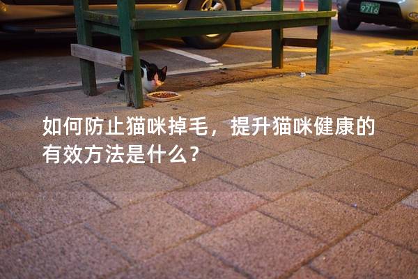 如何防止貓咪掉毛，提升貓咪健康的有效方法是什么？