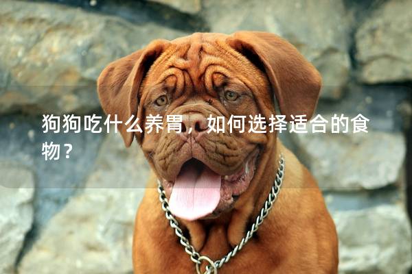 狗狗吃什么養胃，如何選擇適合的食物？