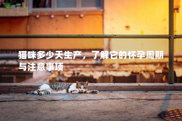 貓咪多少天生產，了解它的懷孕周期與注意事項