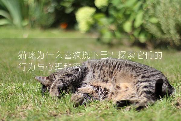 貓咪為什么喜歡撓下巴？探索它們的行為與心理秘密