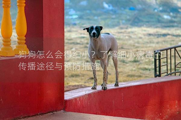 狗狗怎么會得細小？了解細小病毒的傳播途徑與預防措施