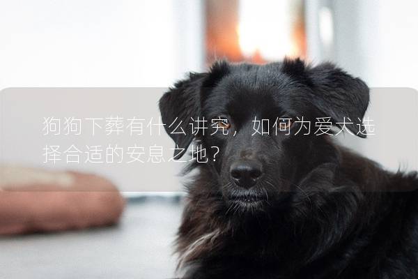 狗狗下葬有什么講究，如何為愛犬選擇合適的安息之地？