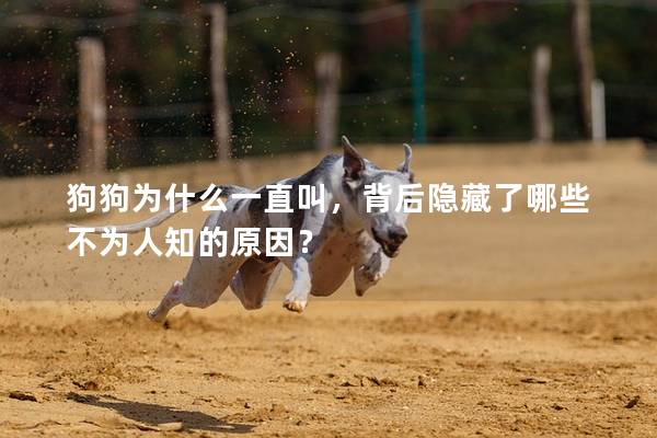 狗狗為什么一直叫，背后隱藏了哪些不為人知的原因？