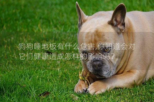狗狗睡地板有什么危害,你知道會(huì)對(duì)它們健康造成怎樣的影響嗎？