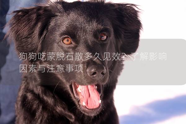 狗狗吃蒙脫石散多久見效？了解影響因素與注意事項(xiàng)