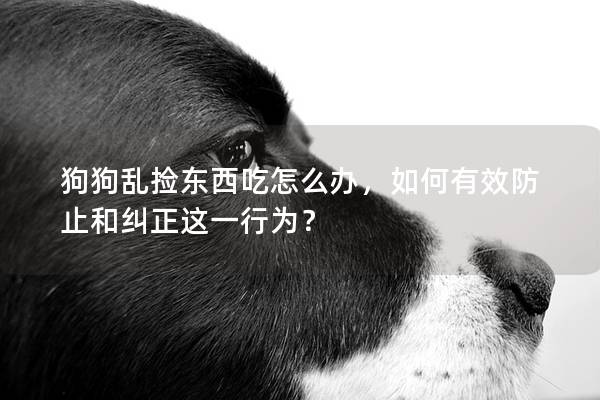狗狗亂撿東西吃怎么辦，如何有效防止和糾正這一行為？