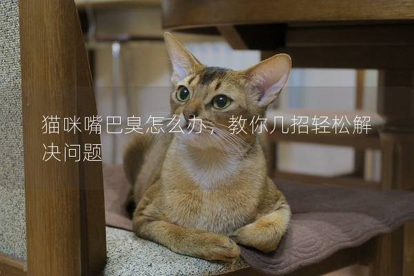 貓咪嘴巴臭怎么辦，教你幾招輕松解決問題