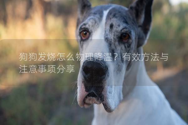 狗狗發(fā)燒怎么物理降溫？有效方法與注意事項(xiàng)分享