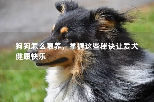 狗狗怎么喂養，掌握這些秘訣讓愛犬健康快樂