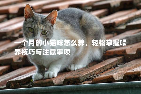 一個月的小貓咪怎么養，輕松掌握喂養技巧與注意事項