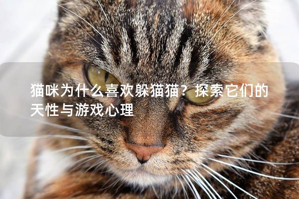 貓咪為什么喜歡躲貓貓？探索它們的天性與游戲心理