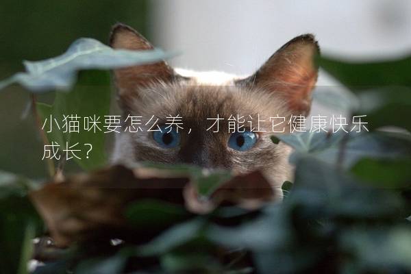 小貓咪要怎么養，才能讓它健康快樂成長？