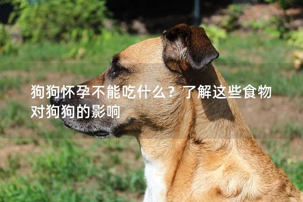 狗狗懷孕不能吃什么？了解這些食物對狗狗的影響