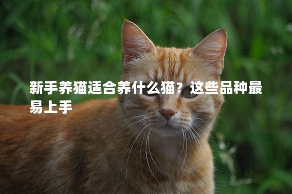 新手養(yǎng)貓適合養(yǎng)什么貓？這些品種最易上手