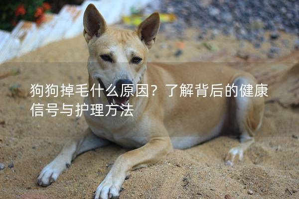 狗狗掉毛什么原因？了解背后的健康信號(hào)與護(hù)理方法