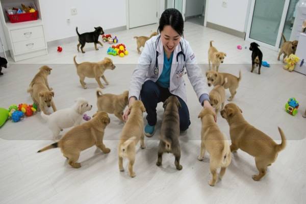 狗狗感冒了,該如何判斷癥狀與治療方法?讓我們一起了解一下 狗狗感冒了,該如何判斷癥狀與治療方法?讓我們一起了解一下