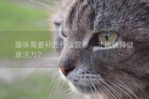 貓咪需要補充什么營養，才能保持健康活力？
