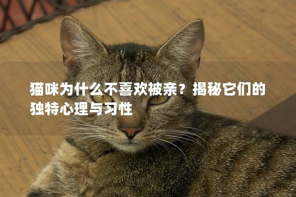 貓咪為什么不喜歡被親？揭秘它們的獨特心理與習性