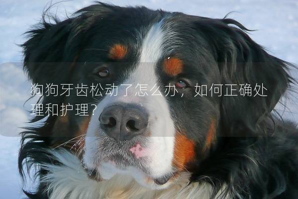狗狗牙齒松動了怎么辦，如何正確處理和護(hù)理？