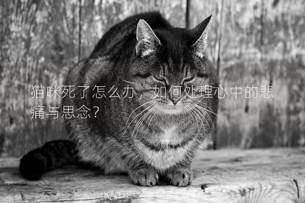 貓咪死了怎么辦，如何處理心中的悲痛與思念？