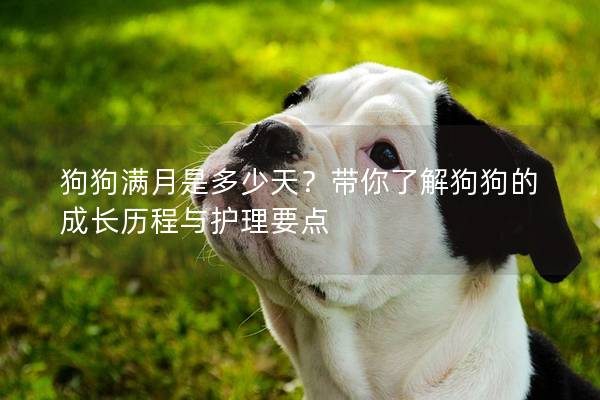 狗狗滿月是多少天?帶你了解狗狗的成長歷程與護理要點 狗狗滿月是多少天?帶你了解狗狗的成長歷程與護理要點
