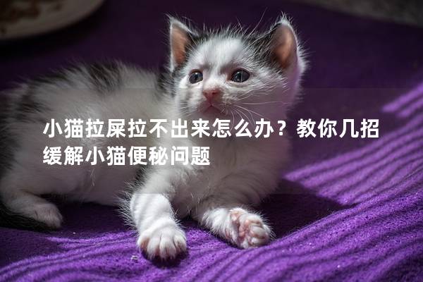 小貓拉屎拉不出來怎么辦?教你幾招緩解小貓便秘問題 小貓拉屎拉不出來怎么辦?教你幾招緩解小貓便秘問題