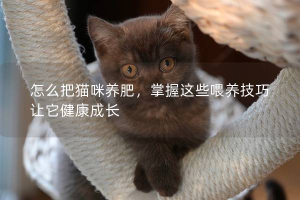 怎么把貓咪養(yǎng)肥，掌握這些喂養(yǎng)技巧讓它健康成長
