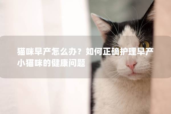 貓咪早產怎么辦？如何正確護理早產小貓咪的健康問題