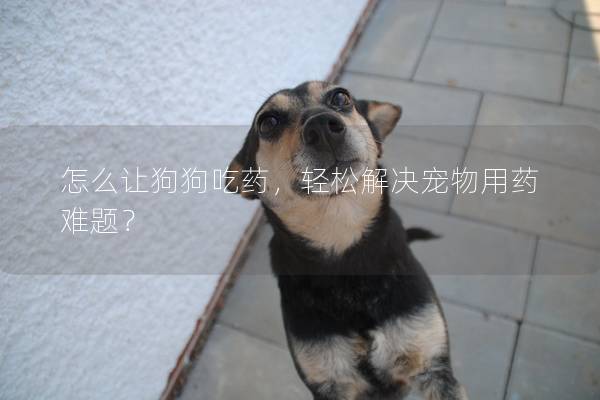 怎么讓狗狗吃藥，輕松解決寵物用藥難題？