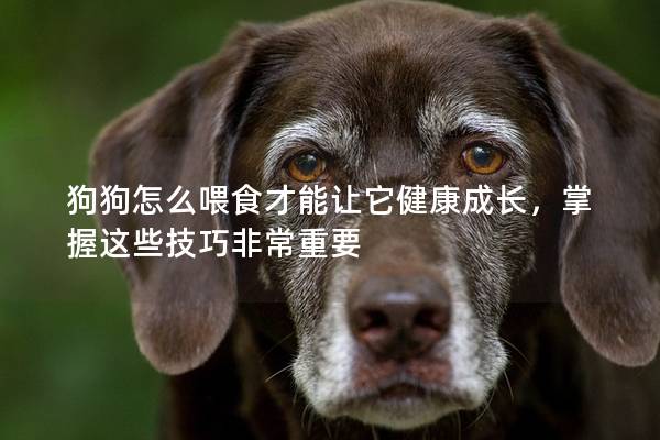 狗狗怎么喂食才能讓它健康成長，掌握這些技巧非常重要