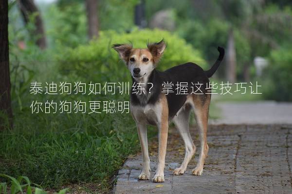 泰迪狗狗如何訓練？掌握這些技巧讓你的狗狗更聰明