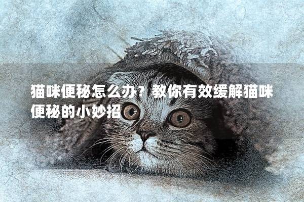 貓咪便秘怎么辦？教你有效緩解貓咪便秘的小妙招