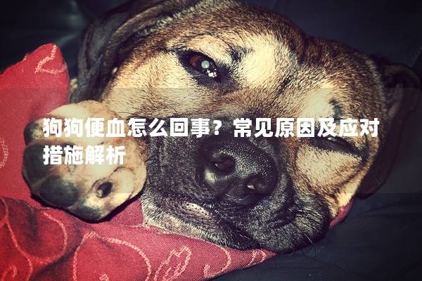 狗狗便血怎么回事？常見原因及應對措施解析