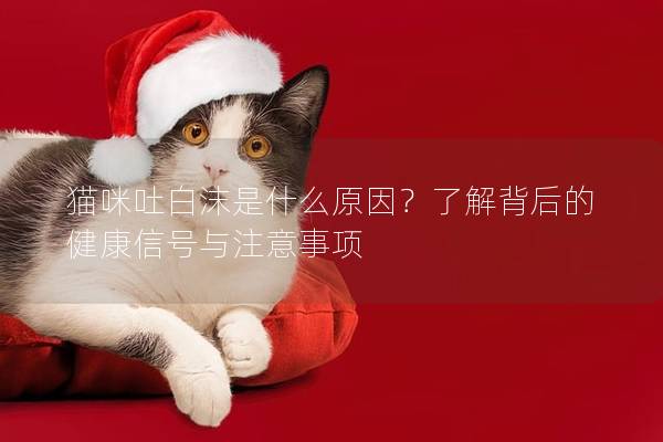 貓咪吐白沫是什么原因？了解背后的健康信號(hào)與注意事項(xiàng)
