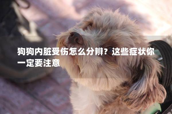 狗狗內臟受傷怎么分辨？這些癥狀你一定要注意