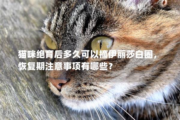 貓咪絕育后多久可以摘伊麗莎白圈，恢復期注意事項有哪些？